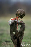 Common Buzzard (Buteo buteo)