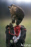 Common Buzzard (Buteo buteo)