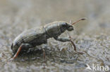 Clover root weevil (Sitona lepidus)