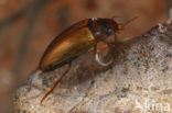 Copelatus haemorrhoidalis