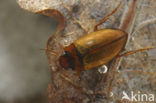 Copelatus haemorrhoidalis