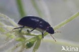 Cymbiodyta marginella