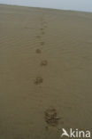Badger (Meles meles)