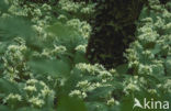 Ramsons (Allium ursinum)