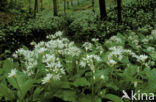 Ramsons (Allium ursinum)