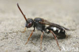 Donkere dubbeltand (Nomada obscura) 