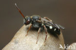 Donkere dubbeltand (Nomada obscura) 