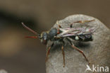 Donkere dubbeltand (Nomada obscura) 