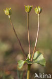 Dotterbloem (Caltha palustris)