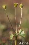 Marsh Marigold (Caltha palustris)