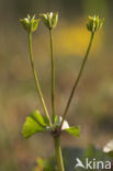 Marsh Marigold (Caltha palustris)