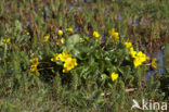 Marsh Marigold (Caltha palustris)