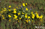 Dotterbloem (Caltha palustris)