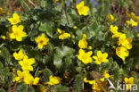 Dotterbloem (Caltha palustris)