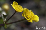 Dotterbloem (Caltha palustris)