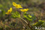 Dotterbloem (Caltha palustris)