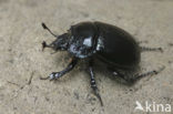 Minotaur Beetle (Typhaeus typhoeus)