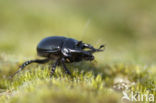 Minotaur Beetle (Typhaeus typhoeus)