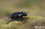 Minotaur Beetle (Typhaeus typhoeus)