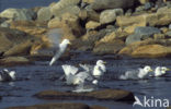 Black-legged Kittiwake (Rissa tridactyla)