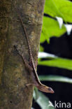 Dry Forest Anole (Anolis cupreus)