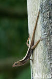 Dry Forest Anole (Anolis cupreus)