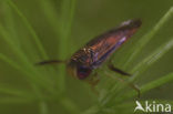 Duikerwants (Hesperocorixa castanea)