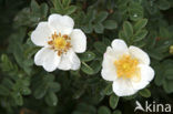 Burnet Rose (Rosa pimpinellifolia)