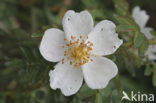 Duinroosje (Rosa pimpinellifolia)