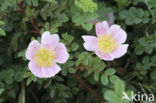 Duinroosje (Rosa pimpinellifolia)