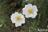 Duinroosje (Rosa pimpinellifolia)