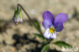 Dune Pansey (Viola curtisii)