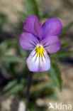 Dune Pansey (Viola curtisii)