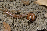 centipede (Lithobiidae spec.)