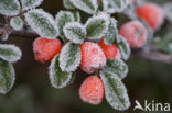 Dwergmispel (Cotoneaster spec.)