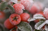 Dwergmispel (Cotoneaster spec.)