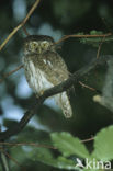Eurasian Pygmy-Owl (Glaucidium passerinum)