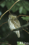Eurasian Pygmy-Owl (Glaucidium passerinum)