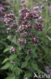 Echte marjolein (Origanum majorana)