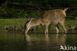 Red Deer (Cervus elaphus)