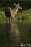 Red Deer (Cervus elaphus)