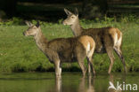 Red Deer (Cervus elaphus)