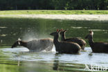 Red Deer (Cervus elaphus)