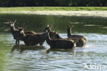 Red Deer (Cervus elaphus)