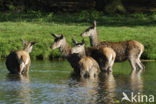 Red Deer (Cervus elaphus)