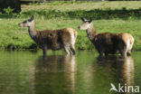 Red Deer (Cervus elaphus)