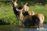 Red Deer (Cervus elaphus)