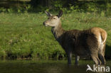 Red Deer (Cervus elaphus)