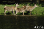 Red Deer (Cervus elaphus)