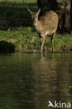 Red Deer (Cervus elaphus)